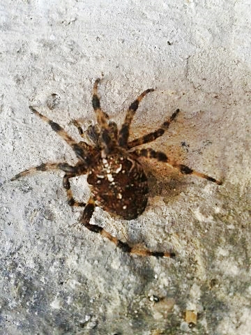 Araneus diadematus - Otranto (LE)